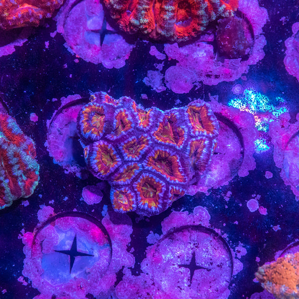 Acan. Micromussa