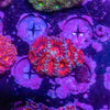 Acan. Micromussa