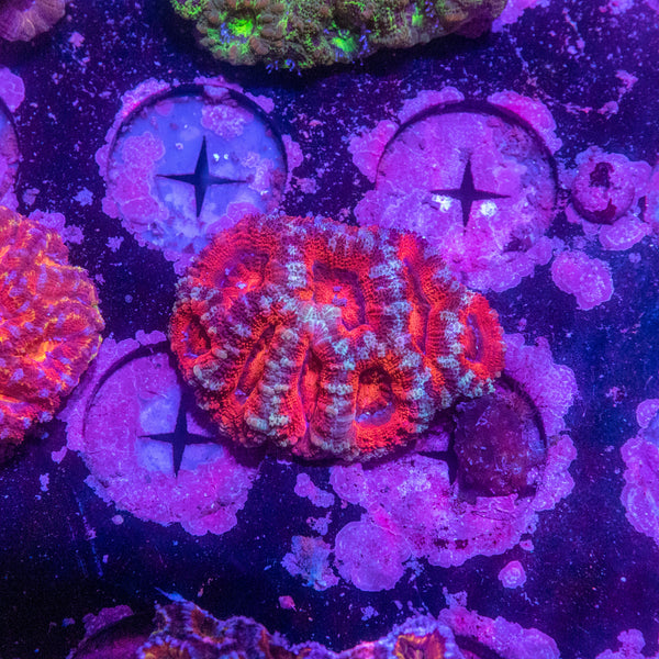 Acan. Micromussa