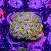 Acan. Micromussa (GOLD)