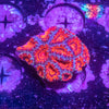 Acan. Micromussa
