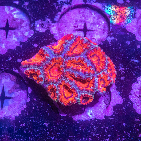 Acan. Micromussa