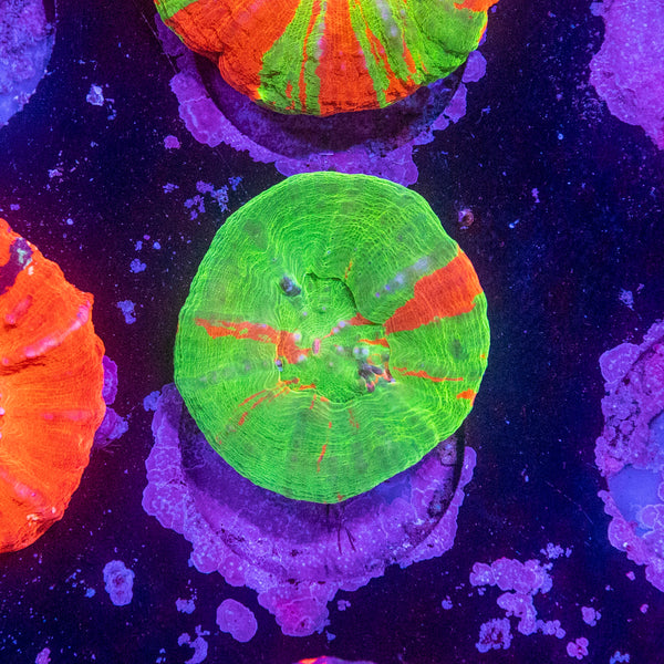 Scolymia
