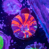 Scolymia