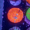 Scolymia