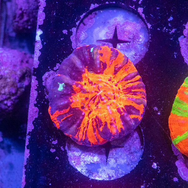 Scolymia