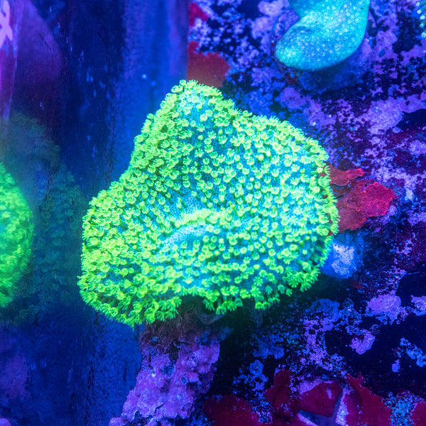 Toadstool