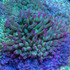 Assorted Green Bubble Tip Anemone