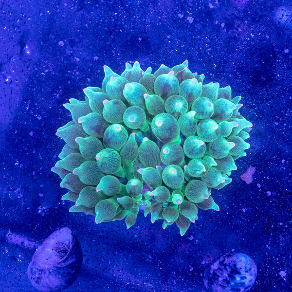 Green Bubble Tip Anemone (Orange Tip)