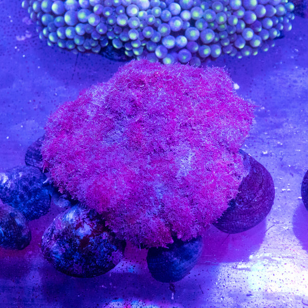 Hellfire Anemone