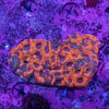 Acanthastrea Echinata