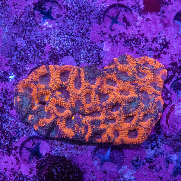 Acanthastrea Echinata