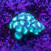 Blastomussa