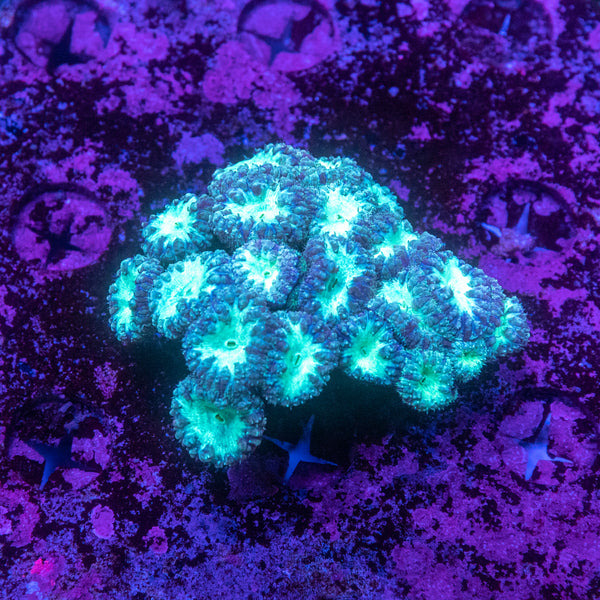 Blastomussa