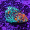 Acanthastrea Echinata