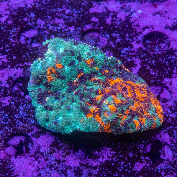 Acanthastrea Echinata