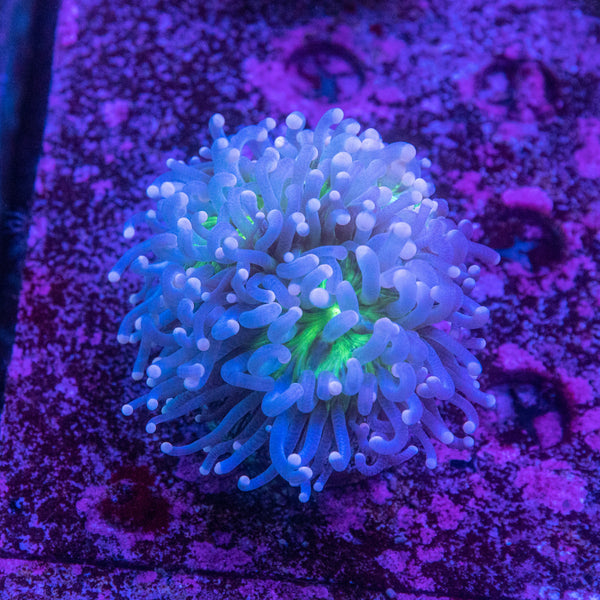 Torch