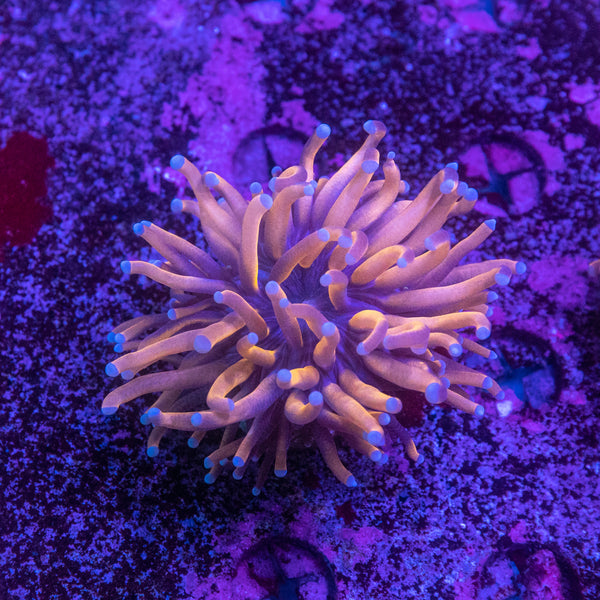 Gold Torch