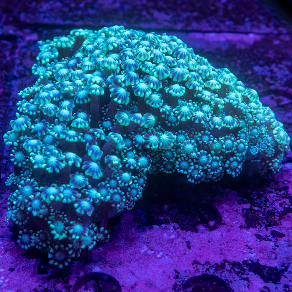 Alveopora