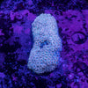 Alveopora