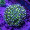 Holy Grail Frogspawn