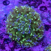 Holy Grail Frogspawn