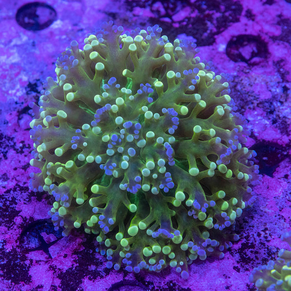 Holy Grail Frogspawn