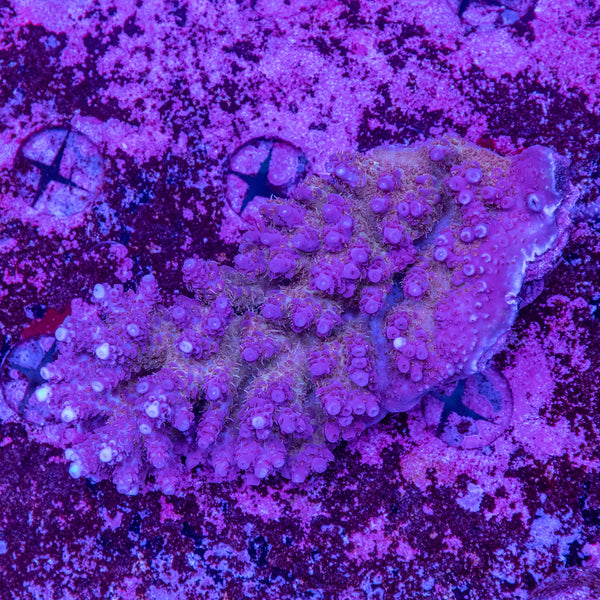 Wild SPS (4-8 Weeks Settled and Coloured)