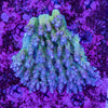 Wild SPS (4-8 Weeks Settled and Coloured)