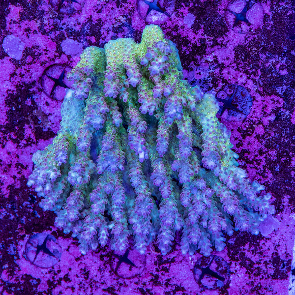 Wild SPS (4-8 Weeks Settled and Coloured)