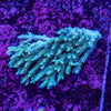 Wild SPS (4-8 Weeks Settled and Coloured)