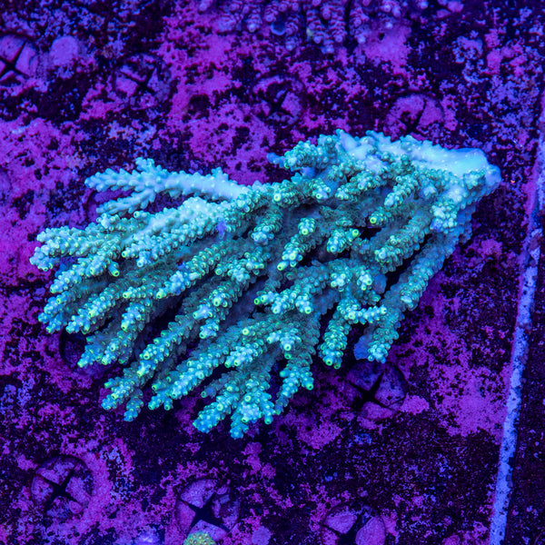 Wild SPS (4-8 Weeks Settled and Coloured)