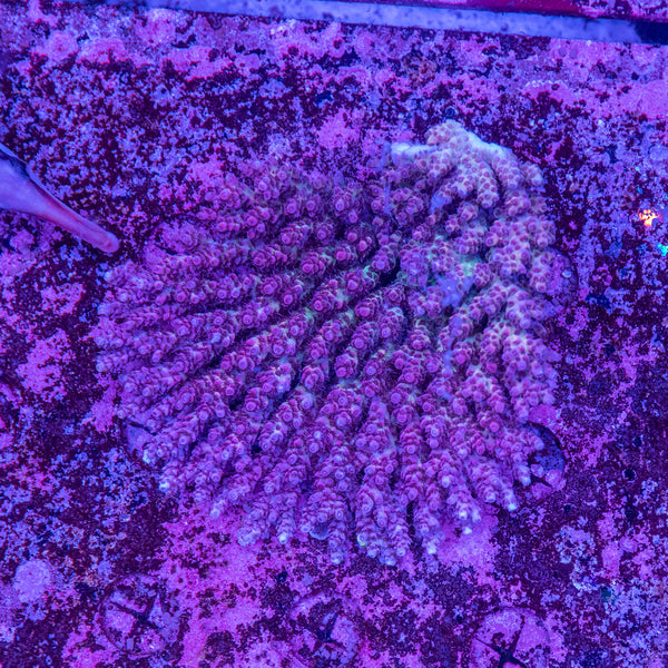 Wild SPS (4-8 Weeks Settled and Coloured)