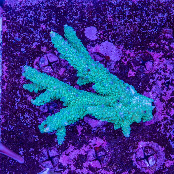 Wild SPS (4-8 Weeks Settled and Coloured)