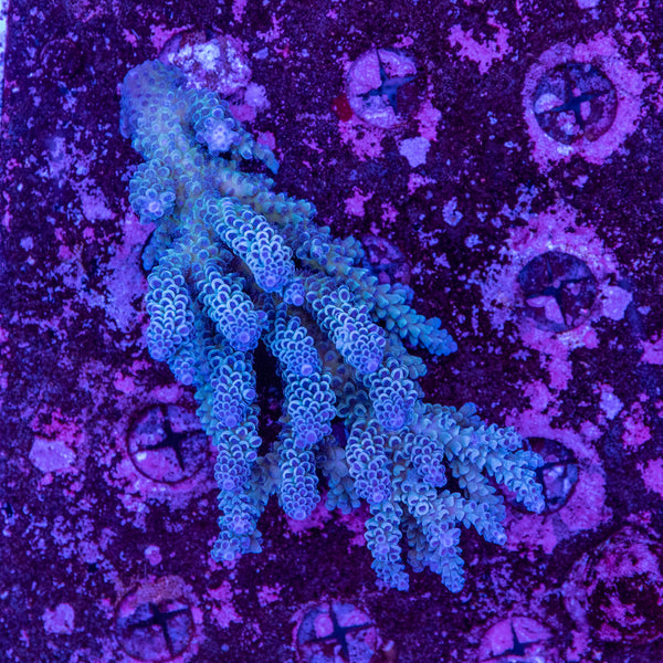 Wild SPS (4-8 Weeks Settled and Coloured)