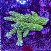 Wild SPS (4-8 Weeks Settled and Coloured)