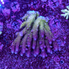 Wild SPS (4-8 Weeks Settled and Coloured)
