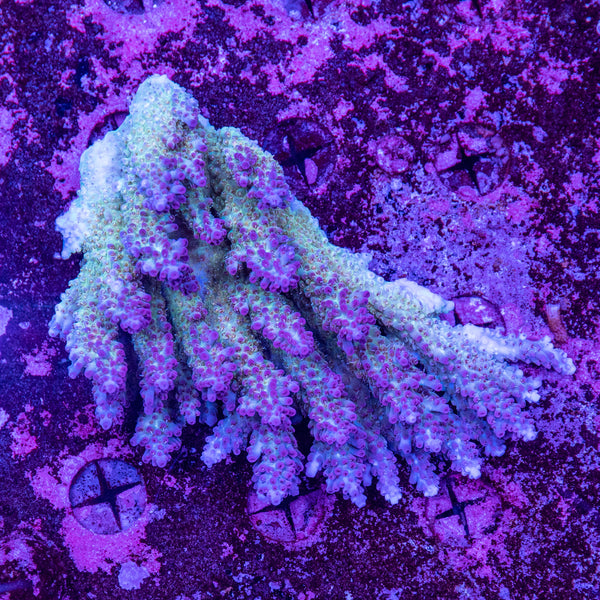 Wild SPS (4-8 Weeks Settled and Coloured)