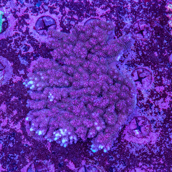Wild SPS (4-8 Weeks Settled and Coloured)