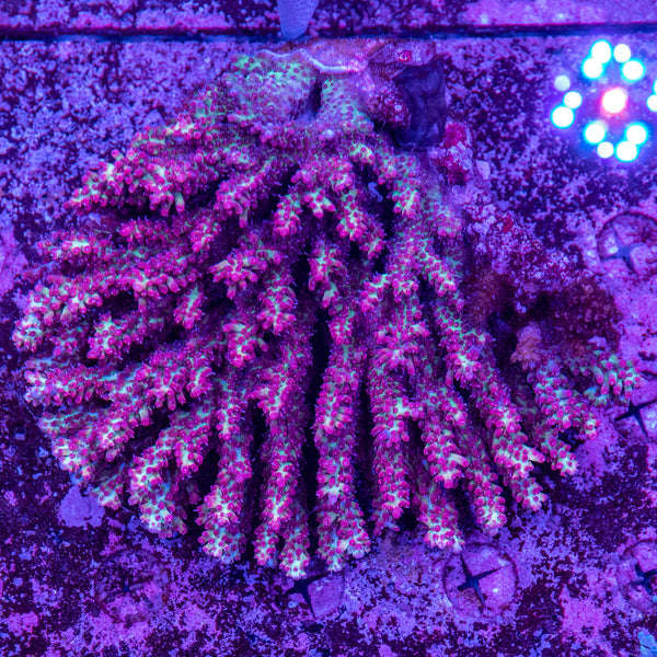 Wild SSC SPS (4-8 Weeks Settled and Coloured)