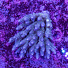 Wild SPS (4-8 Weeks Settled and Coloured)