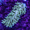 Wild SPS (4-8 Weeks Settled and Coloured)