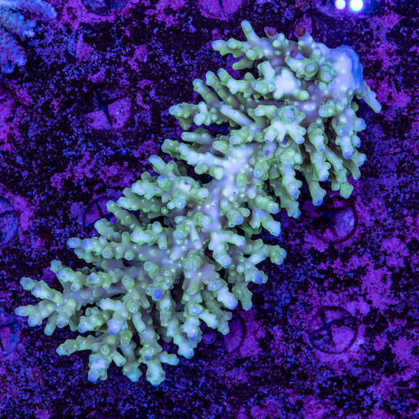 Wild SPS (4-8 Weeks Settled and Coloured)
