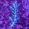 Wild SPS (4-8 Weeks Settled and Coloured)