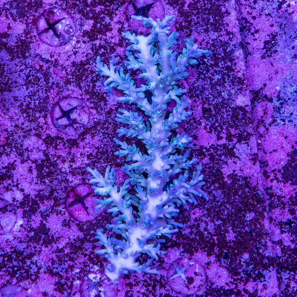 Wild SPS (4-8 Weeks Settled and Coloured)