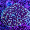 Frogspawn