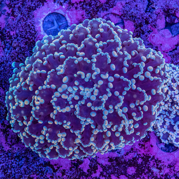 Frogspawn