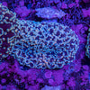 Frogspawn