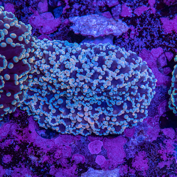 Frogspawn