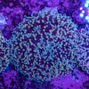Frogspawn